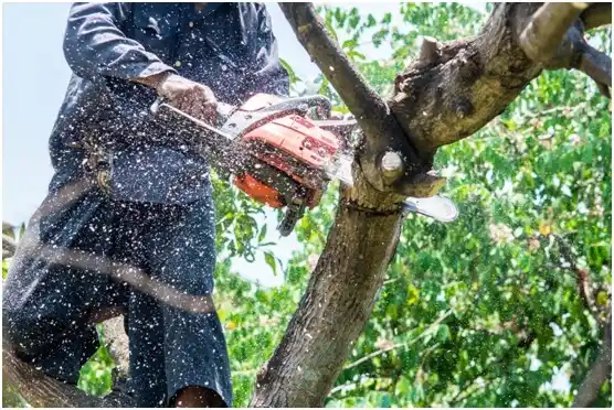 tree services Irvona